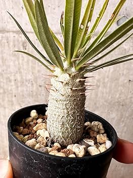 パキポディウム グラキリス(ムキムキのマッチョ) パキポディウム グラキリス-PG298 | Supervoid Caudex